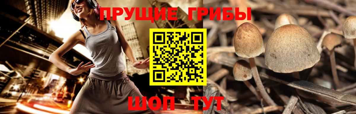 Галлюциногенные грибы GOLDEN TEACHER Топки